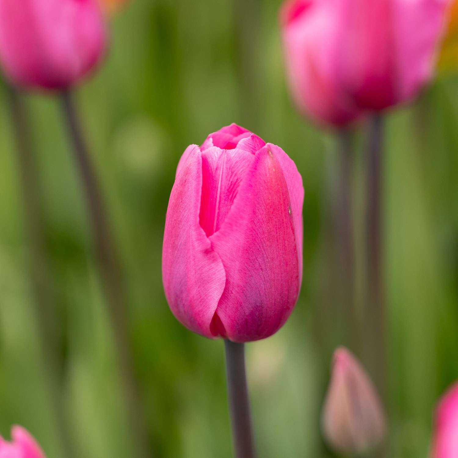 Tulppaani 'Don Quichotte'